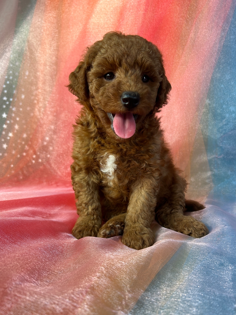 Female Mini Bernedoodle Puppy for Sale DOB 5-20-2024 $1200